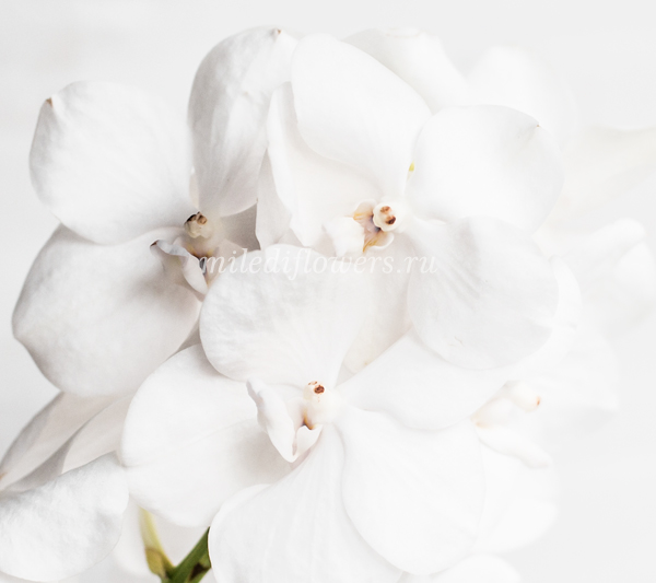 Орхидея Vanda Diamond White